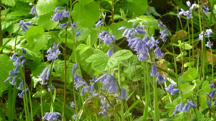 Spring wildlife walk at Chesham Local Nature Reserve