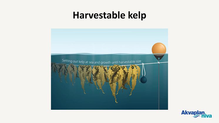 Sugar kelp farming