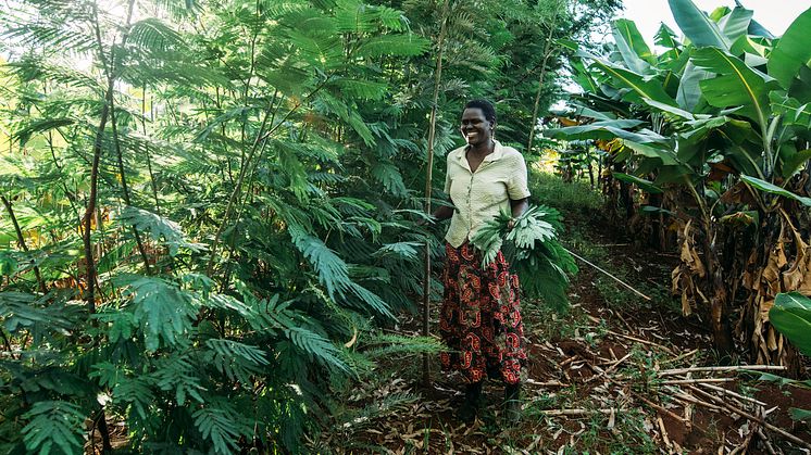 Agroforestry-bonden Benta Muga i Kenya. 