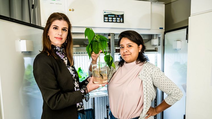 Eleni Stavrinidou och doktoranden Daniela Parker med bönplantan som är en biohybrid.