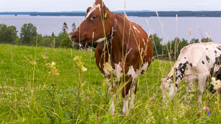 Betande kor i Norrland.jpg