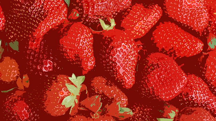Europas största jordgubbe sätter extra färg på Vara