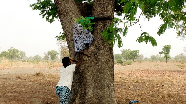 Två kvinnor i Burkina Faso som hjälper varandra att klättra upp i ett néré-träd (Parkia biglobosa) för att plocka frukt. Foto: Lisa Westholm 