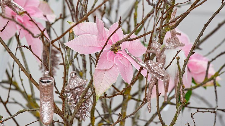 Julstjärnor i rosa och en kal vacker gren - en vintrig fullträff på middagsbordet. 