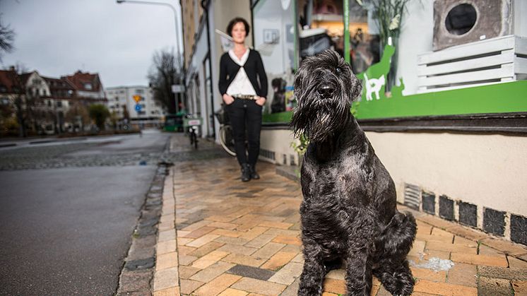 Jiddra är Årets bragdhund 2015