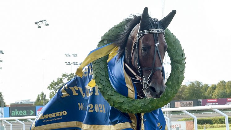 Calgary Games är årets fyraåring på Solvalla. Foto TR Bild.