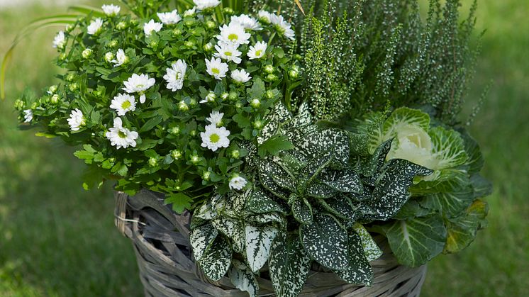 Höstkruka med växter vitt och grönt.