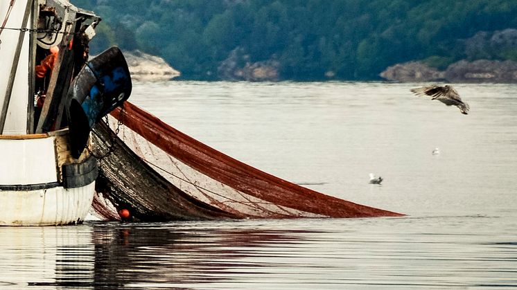 HaV tillåter ökning av räkfisket i Kattegatt och Skagerrak under resten av året