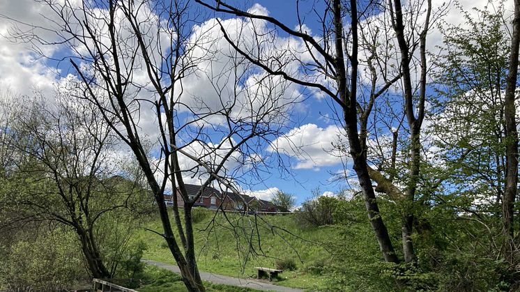 Chapelfield Nature Reserve (image by Proffitts)