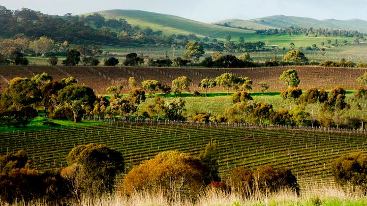 Lodge Hill Vineyard-Don Brice Photography Aug 2009 4