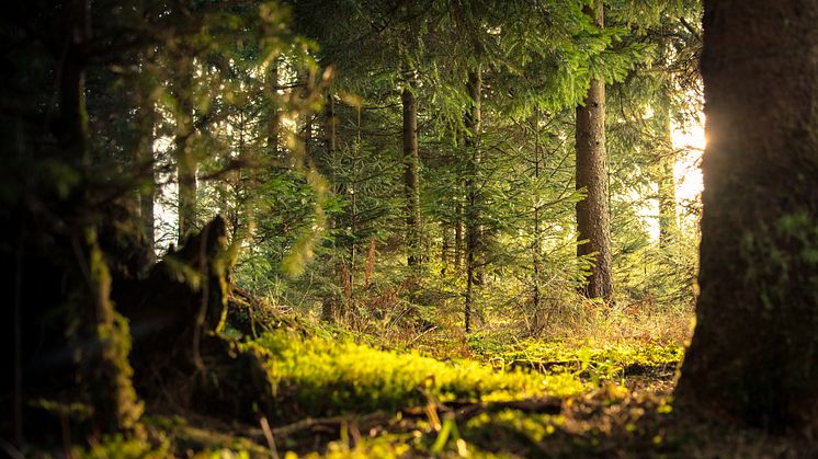 HD fastställer skogsägares rätt till ersättning när avverkning hindras av artskyddsskäl