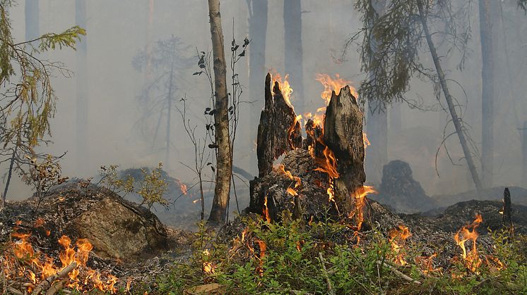 KSLA-podden 20: Fjärranalys i framtiden för kartering av skogsskador, del 2