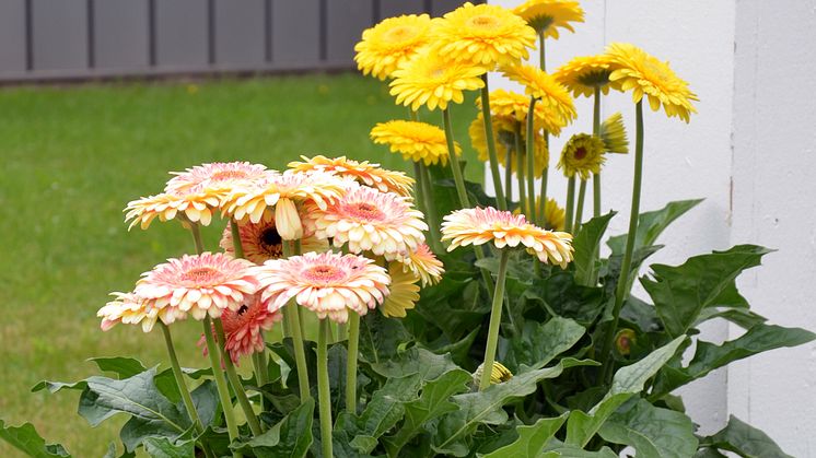 Storblommig Gerbera förskönar din sommarterass