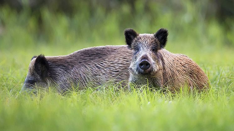 Vildsvin kan ha höga strålningshalter då djuret bökar och får i sig föda så som bär, svamp, rötter eller annat som legat i jorden under lång tid. 