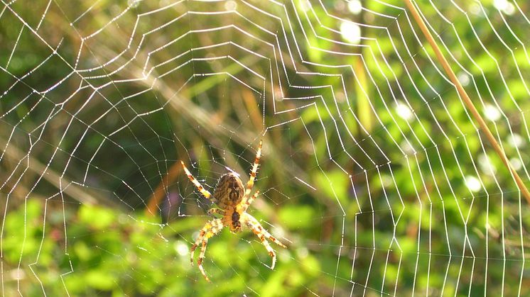 Vägen till konstgjord spindeltråd allt kortare