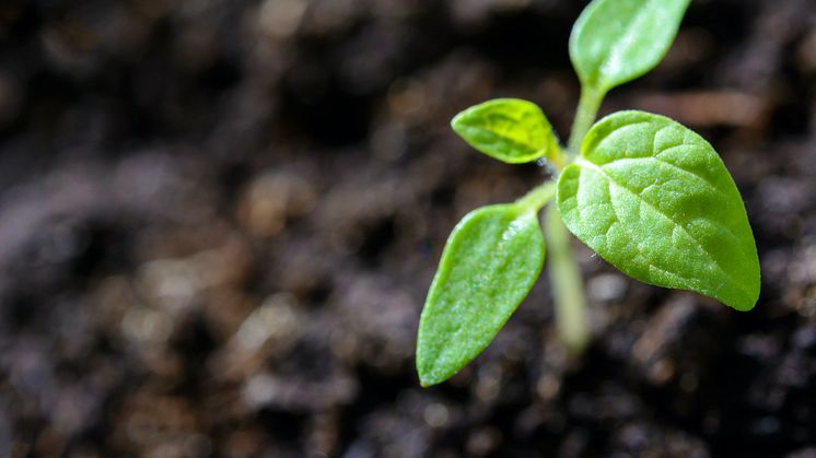 Sådan får du stærke planter og succes i køkkenhaven