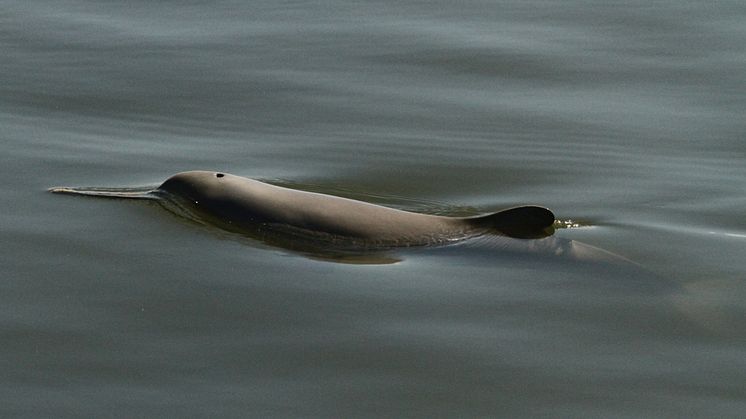Östersjöforskning kan rädda utrotningshotad delfin i Sydamerika