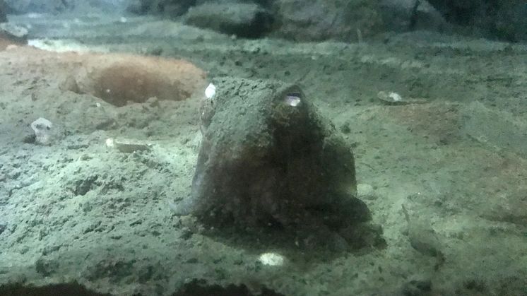 Kragsepia som gömmer sig i mjukbottnen i akvariet på Havets Hus. Foto: Helen Sköld/Havets Hus