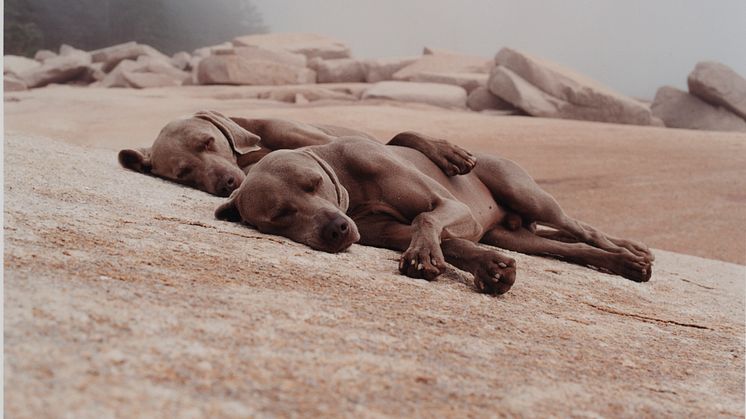 WILLIAM WEGMAN, WASHED UP, 2002