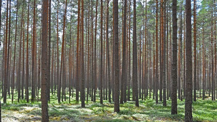 Kan svart kol ersättas av grönt? 