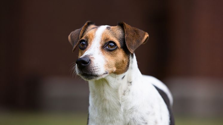 Dansk-svensk gårdshund