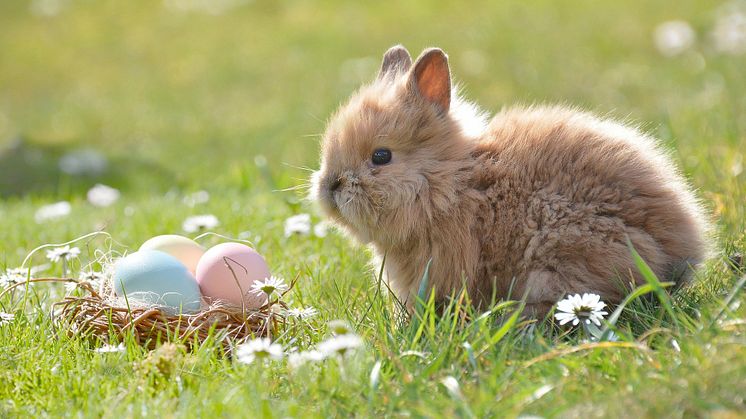 Tid for påske med fargelagte egg og påskekanin. Foto: Pixabay.jpg