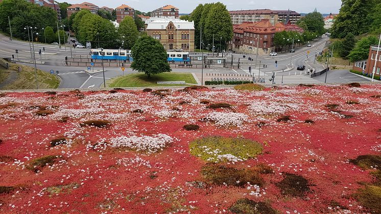 Sedumtak på Chalmers kårhus