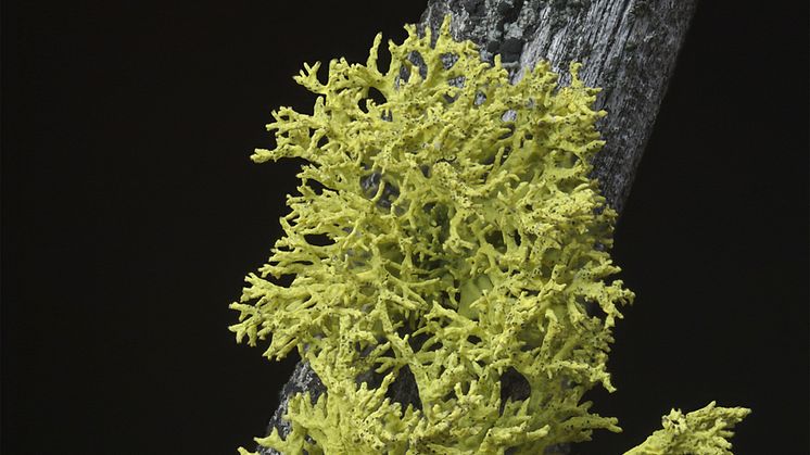 Letharia vulpina, varglav: Nya data tyder på att det kan vara den tills nu okända svampen i laven som producerar det giftiga ämnet vulpinsyra, som gör den gul. Foto: Tim Wheeler.