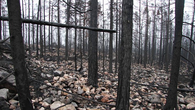 Med branden i Hälleskogsbrännan försvann nästan all organisk jord vilket gav stora kolutsläpp till atmosfären. Så här kunde det se ut tre månader efter branden. Foto: Joachim Strengbom