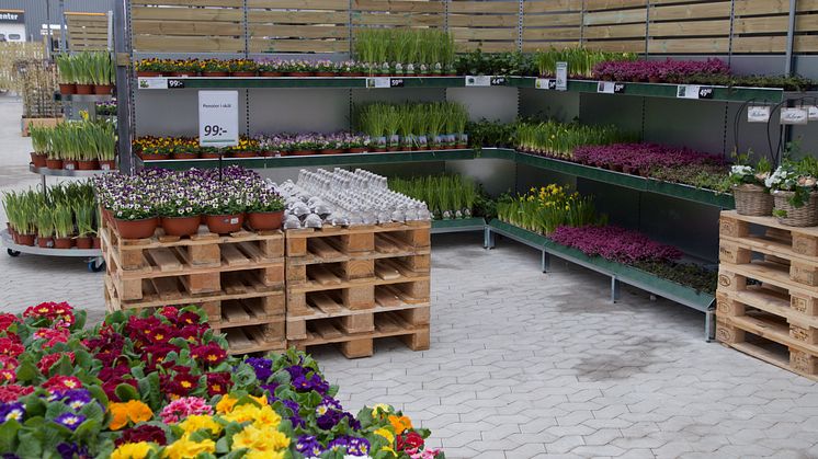 På torsdagen öppnar Blomsterlandet i Örnsköldsvik. Det blir växtkedjans 61:a butik i landet. (Vänligen notera att fotot är från en annan butik.)