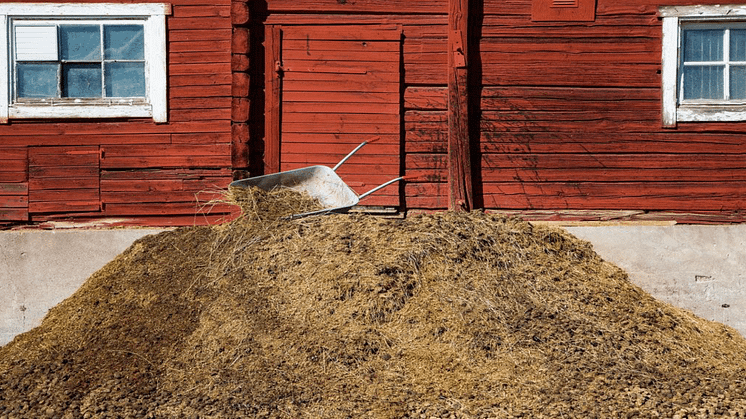 Mikroorganismer finns överallt. I stallet, på hästen och i gödselstacken