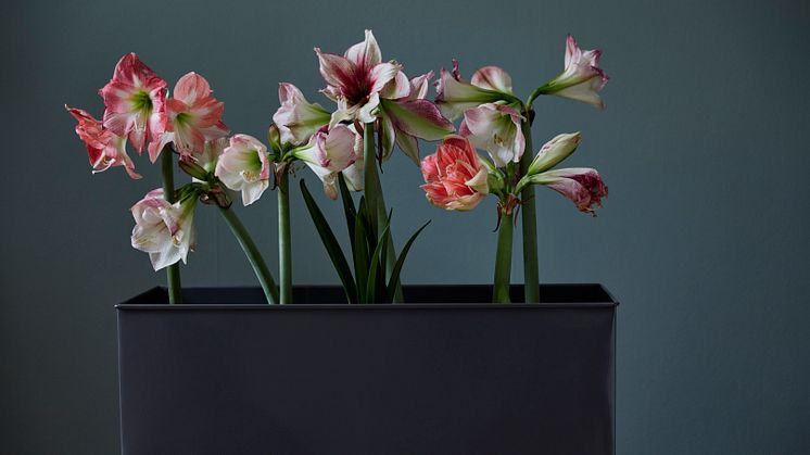 -Intresset för amaryllis är väldigt stort och jag anser att det är den största julblomman, säger Johan Munter på Floristkompaniet. 