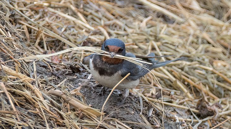 Maidontuottajat tekivät uhanalaisille pääskyille yli 150 uutta pesää – BirdLifen, Arlan ja maitotilojen yhteistyö pääskyjen puolesta jatkuu