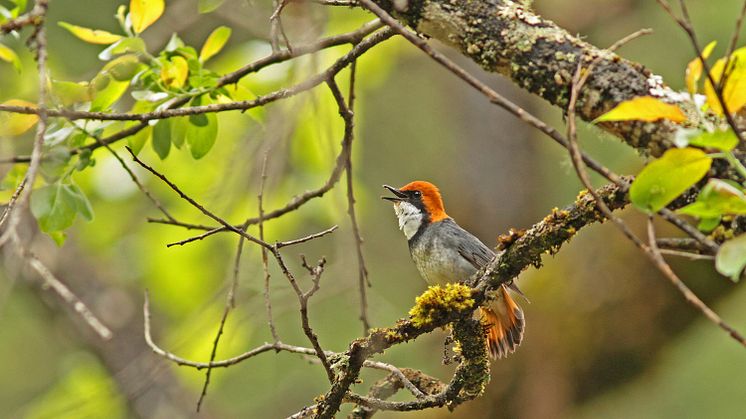 Male of Rufous-headed Robin in the Sichuan provins in China. Photo: Pete Morris