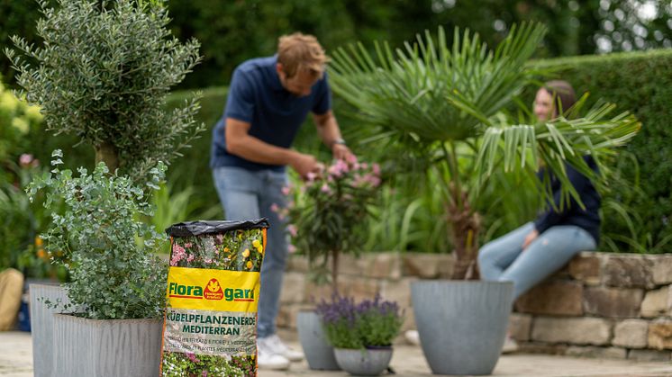 Ideal für die Trendpflanze Eukalyptus: Kübelpflanzenerde Mediterran von Floragard.