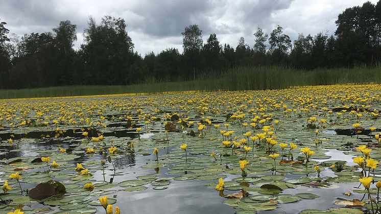 Sjögull är en av de vattenlevande invasiva arter det är bra att hålla koll på i sommar. Foto: Peter Olsson Scholz