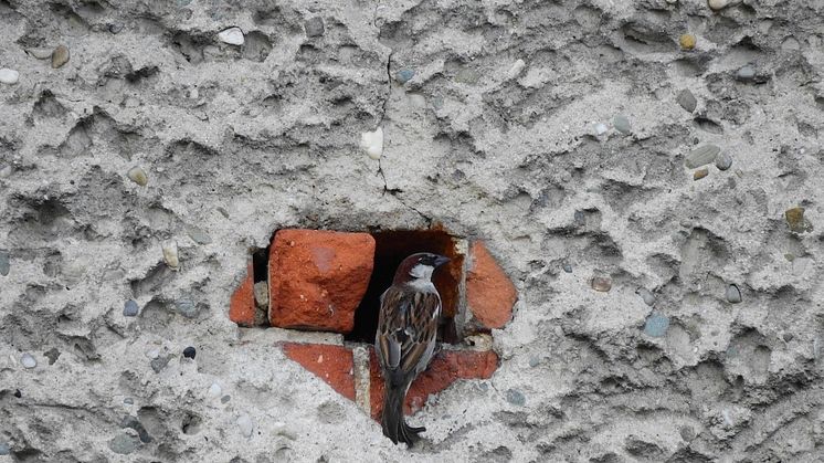 Gråsparv är en av de arter som använder hål i byggnader för att bygga bo. Foto: Marta Świtała