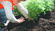 Barnens Trädgård i Pildammsparken pryds med orientaliska blommor