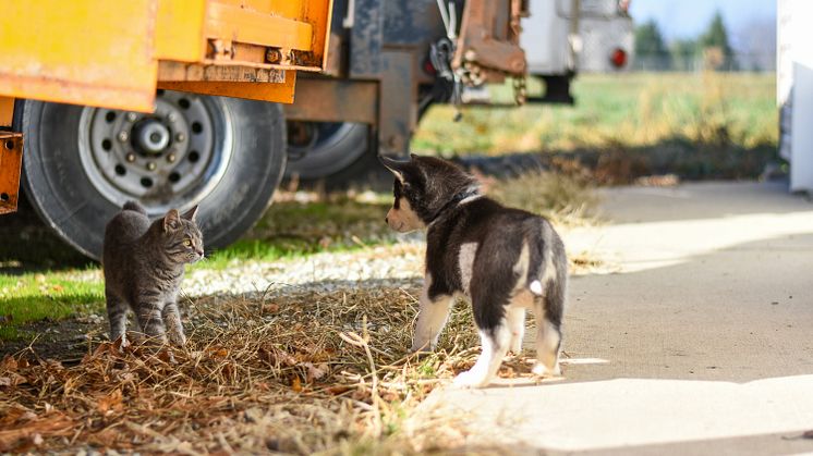 Veterinären: Fästingar inte alltid en fara för husdjuren men kan innebära ökad risk för husse och matte 