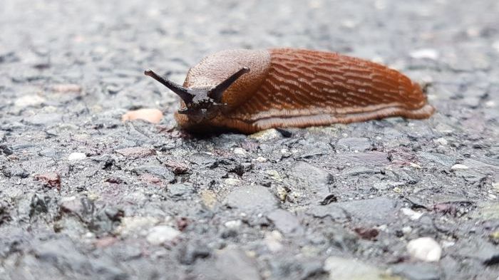 Mye tyder på at sneglene tåler vinteren bedre enn før. (Foto: Rolf Magnus W. Sæther) 