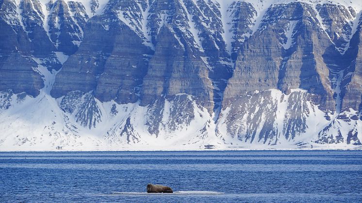 A walrus resting on an ice pack in Svalbard's waters. Pic credit: John Daniel Benton