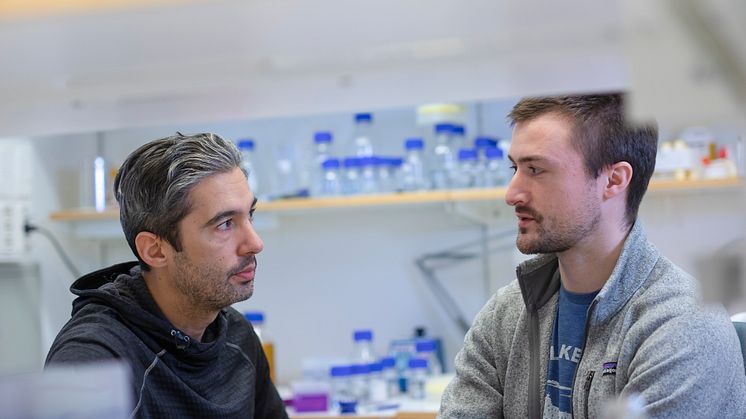 Professor Felipe Cava och doktorand Michael GIlmore, Umeå universitet. Foto: Mattias Pettersson