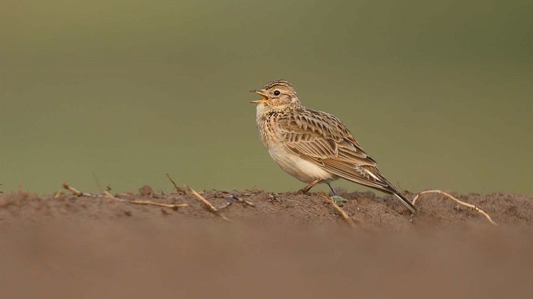 Sånglärkan i jordbrukslandskapet. Foto: Johan Tufvesson