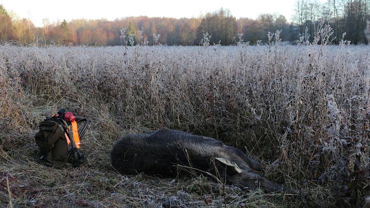 Älgförvaltningen måste förenklas