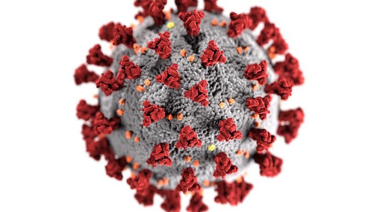 Datoranimering av SARS-CoV-2 med de karakteristiska röda ”proteinspikarna”, vilka känner igen och binder in till värdceller. Bild: Wikimedia Commons, CDC/ Alissa Eckert, MS; Dan Higgins, MAM