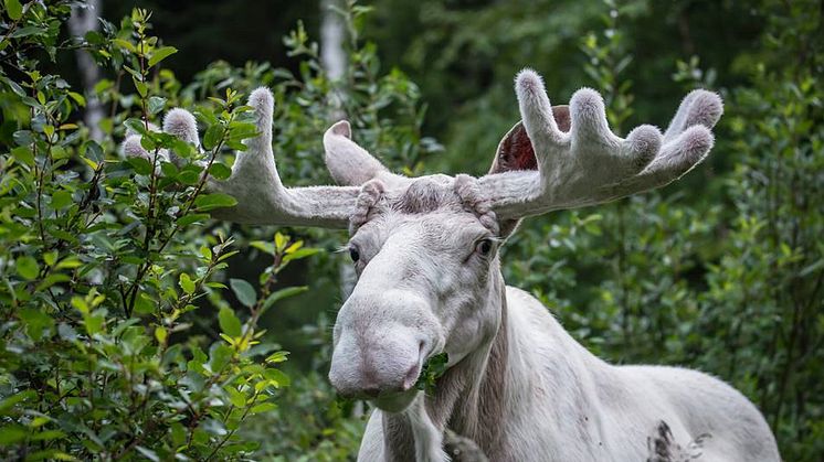 Vit älg. Foto: Tage Bäck, Arvika