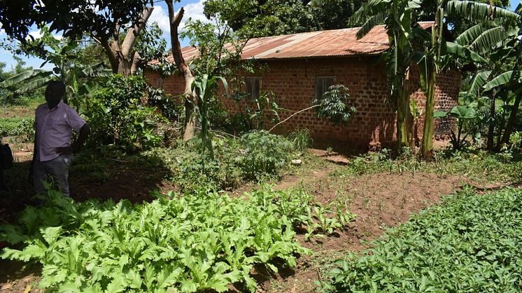 Agroekologiskt jordbruk i Uganda. Foto The Hunger Project