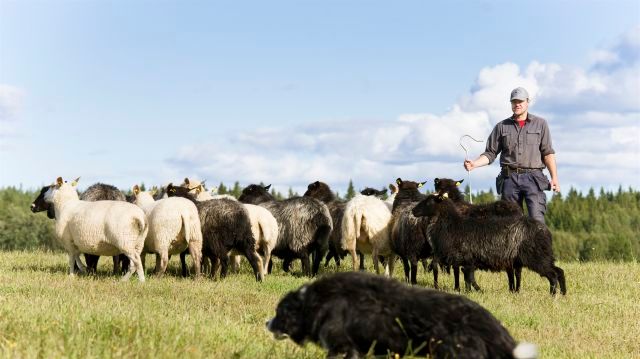 Driftsinriktningen andra lantbruksdjur, som exempelvis får, står för den största ökningen 2019. Foto: Calle Bredberg, Scandinav.