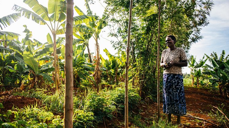 Benta Muga i Kenya använder agroforestry på sin gård och planterar grödor tillsamman med träd. Foto: Amunga Eschuchi, Vi-skogen