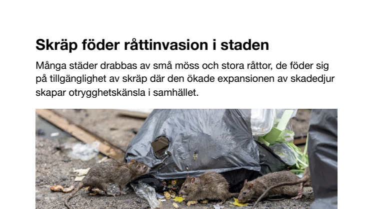 Skräp föder råttinvasion i staden